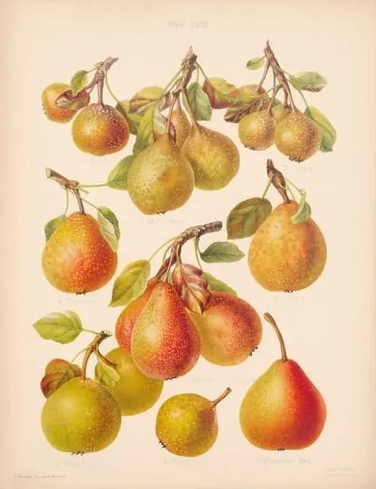 Framed Print : Vintage Pear illustration Framed Print : Vintage Pear illustration