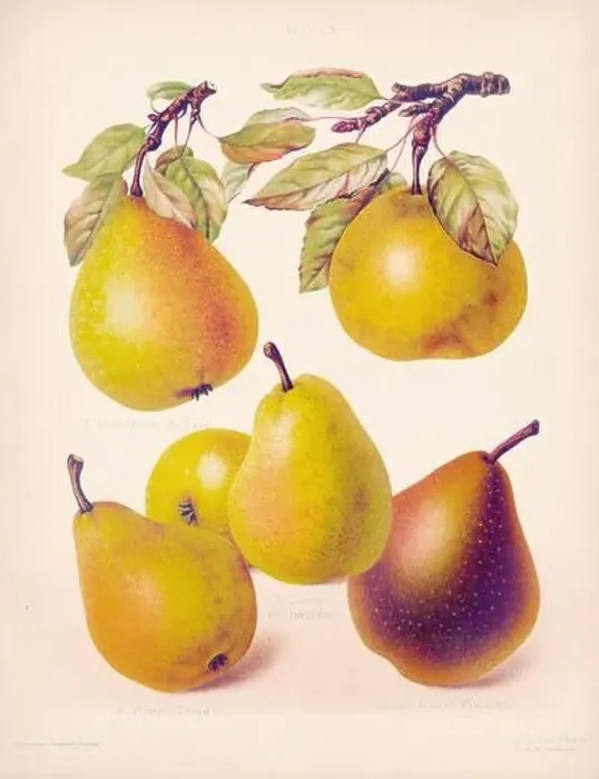 Framed Print : Vintage Pear illustration Framed Print : Vintage Pear illustration