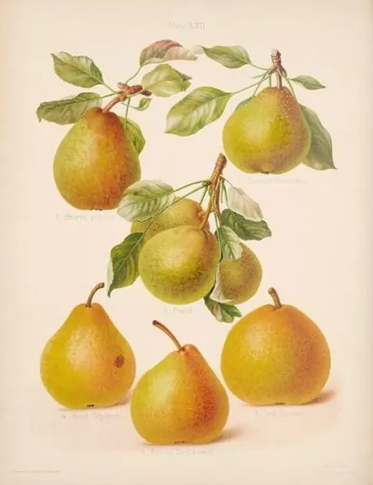 Framed Print : Vintage Pear illustration Framed Print : Vintage Pear illustration