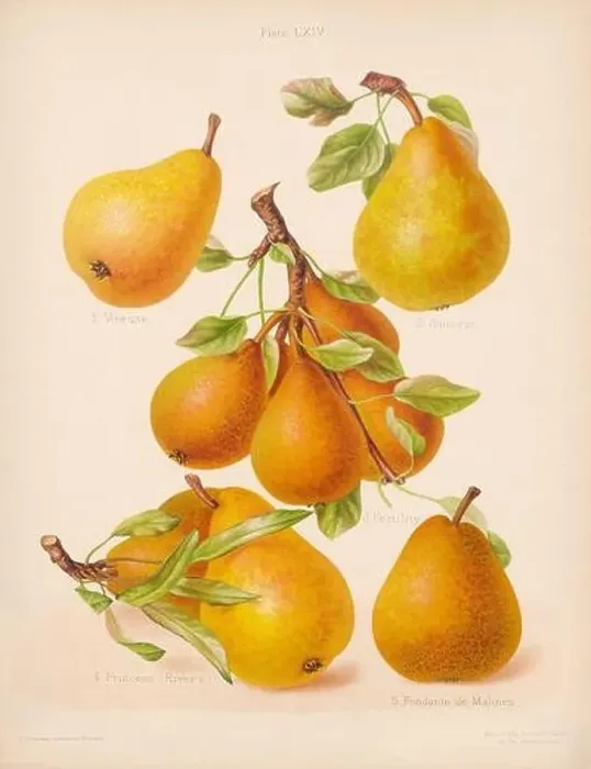 Framed Print : Vintage Pear illustration
