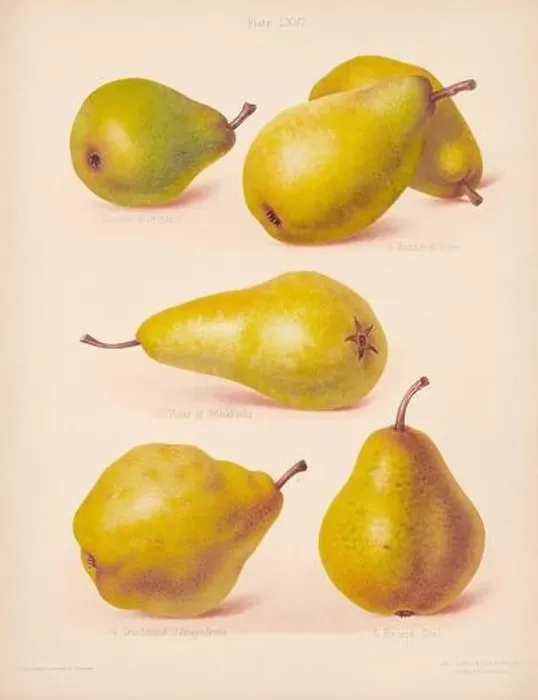 Framed Print : Vintage Pear illustration Framed Print : Vintage Pear illustration