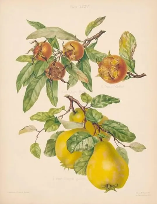 Framed Print : Vintage Pear illustration Framed Print : Vintage Pear illustration