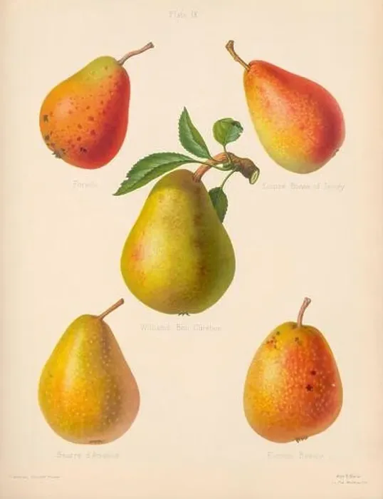 Framed Print : Vintage Pear illustration Framed Print : Vintage Pear illustration