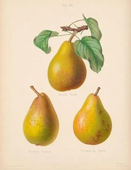 Framed Print : Vintage Pear illustration Framed Print : Vintage Pear illustration