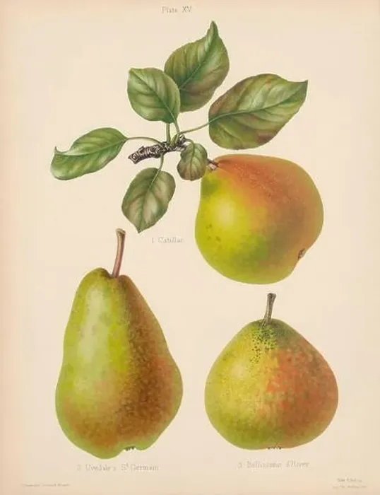 Framed Print : Vintage Pear illustration Framed Print : Vintage Pear illustration