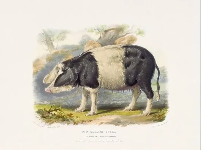 Framed Print : Vintage Pig illustration from a mid-19th-century book on domestic animal breeds Framed Print : Vintage Pig illustration from a mid-19th-century book on domestic animal breeds