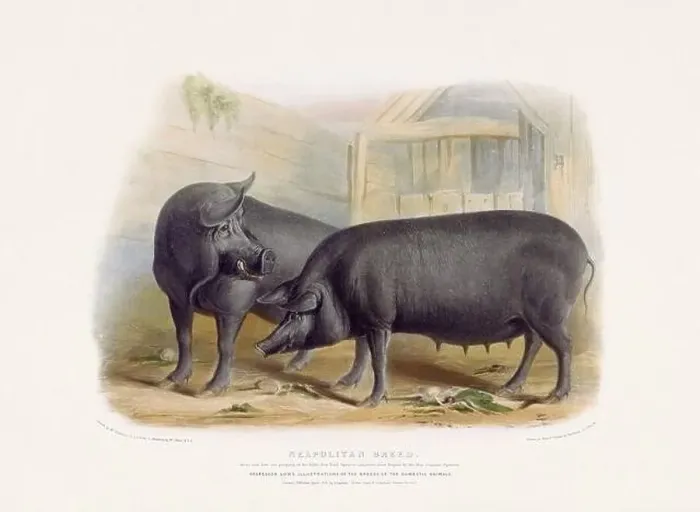 Framed Print : Vintage Pig illustration from a mid-19th-century book on domestic animal breeds Framed Print : Vintage Pig illustration from a mid-19th-century book on domestic animal breeds