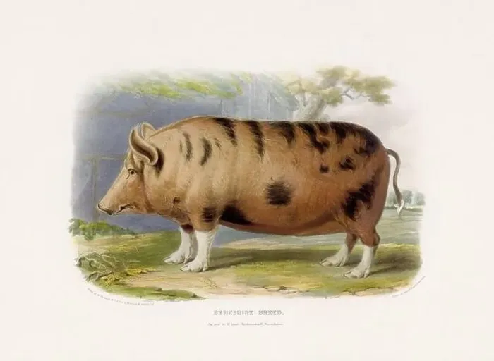 Framed Print : Vintage Pig illustration from a mid-19th-century book on domestic animal breeds Framed Print : Vintage Pig illustration from a mid-19th-century book on domestic animal breeds