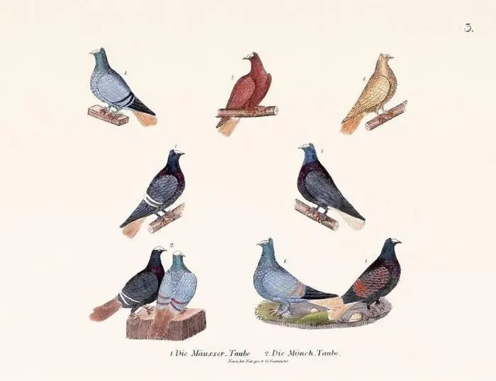 Framed Print : Vintage pigeon illustrations from a German book on pigeon breeding Framed Print : Vintage pigeon illustrations from a German book on pigeon breeding