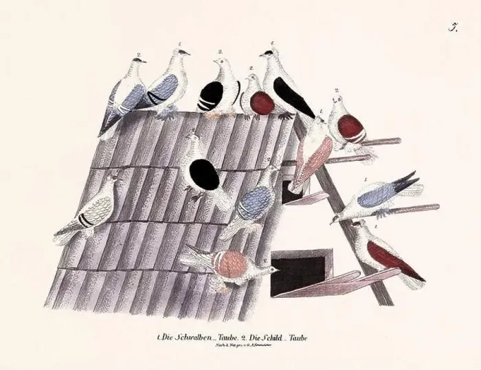 Framed Print : Vintage pigeon illustrations from a German book on pigeon breeding