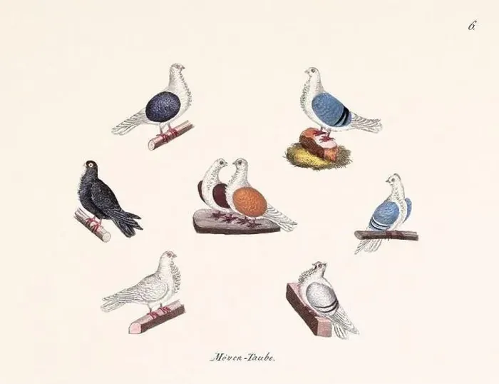 Framed Print : Vintage pigeon illustrations from a German book on pigeon breeding Framed Print : Vintage pigeon illustrations from a German book on pigeon breeding