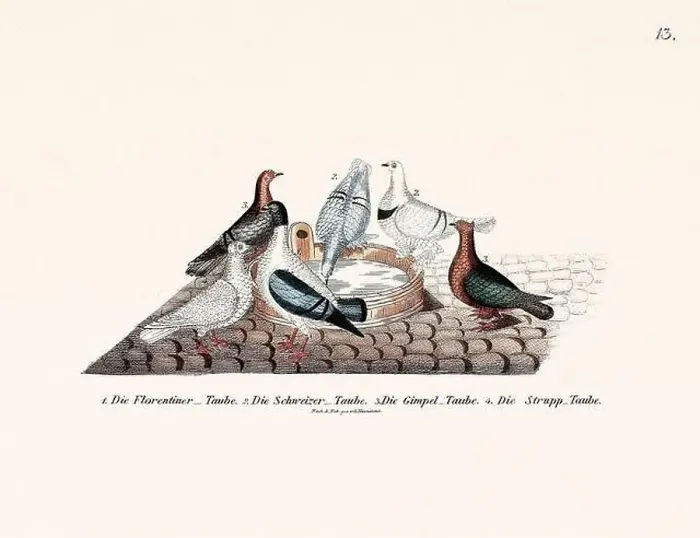 Framed Print : Vintage pigeon illustrations from a German book on pigeon breeding Framed Print : Vintage pigeon illustrations from a German book on pigeon breeding