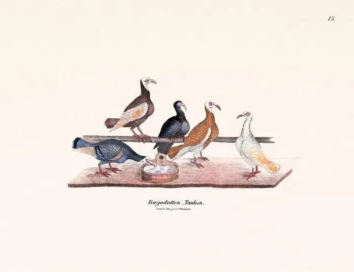 Framed Print : Vintage pigeon illustrations from a German book on pigeon breeding Framed Print : Vintage pigeon illustrations from a German book on pigeon breeding