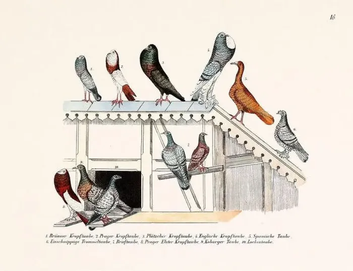 Framed Print : Vintage pigeon illustrations from a German book on pigeon breeding Framed Print : Vintage pigeon illustrations from a German book on pigeon breeding