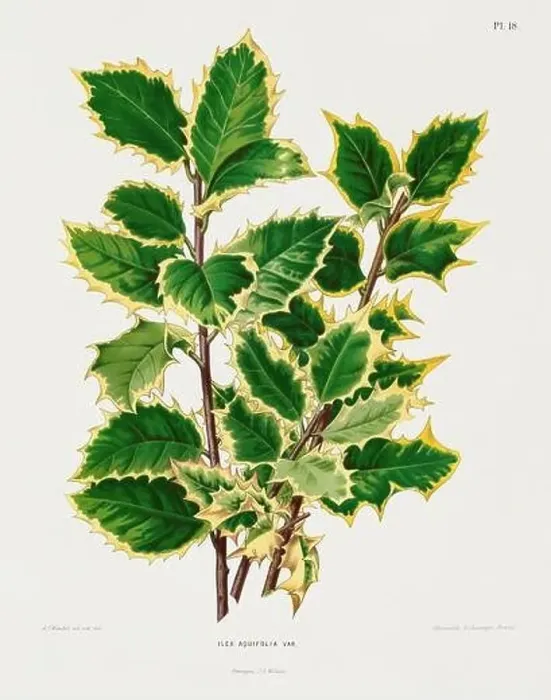 Framed Print : Vintage plant illustration. Dutch botanical book illustration. Circa 1880 Framed Print : Vintage plant illustration. Dutch botanical book illustration. Circa 1880