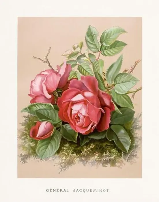 Framed Print : Vintage Rose Illustration. Exquisite 19th-century watercolor illustration of Roses on a soft beige backdrop Framed Print : Vintage Rose Illustration. Exquisite 19th-century watercolor illustration of Roses on a soft beige backdrop