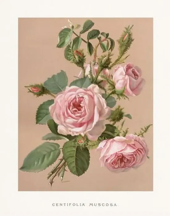 Framed Print : Vintage Rose Illustration. Exquisite 19th-century watercolor illustration of Roses on a soft beige backdrop Framed Print : Vintage Rose Illustration. Exquisite 19th-century watercolor illustration of Roses on a soft beige backdrop