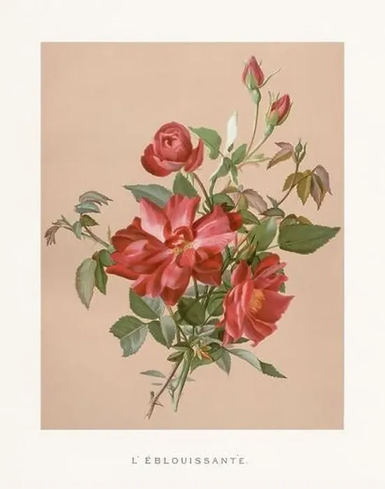 Framed Print : Vintage Rose Illustration. Exquisite 19th-century watercolor illustration of Roses on a soft beige backdrop Framed Print : Vintage Rose Illustration. Exquisite 19th-century watercolor illustration of Roses on a soft beige backdrop