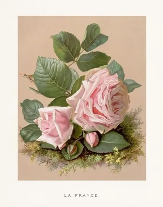 Framed Print : Vintage Rose Illustration. Exquisite 19th-century watercolor illustration of Roses on a soft beige backdrop Framed Print : Vintage Rose Illustration. Exquisite 19th-century watercolor illustration of Roses on a soft beige backdrop