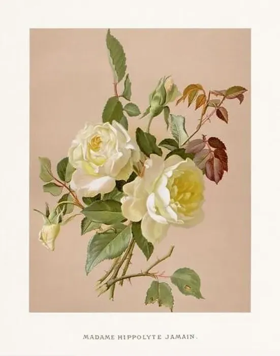Framed Print : Vintage Rose Illustration. Exquisite 19th-century watercolor illustration of Roses on a soft beige backdrop Framed Print : Vintage Rose Illustration. Exquisite 19th-century watercolor illustration of Roses on a soft beige backdrop