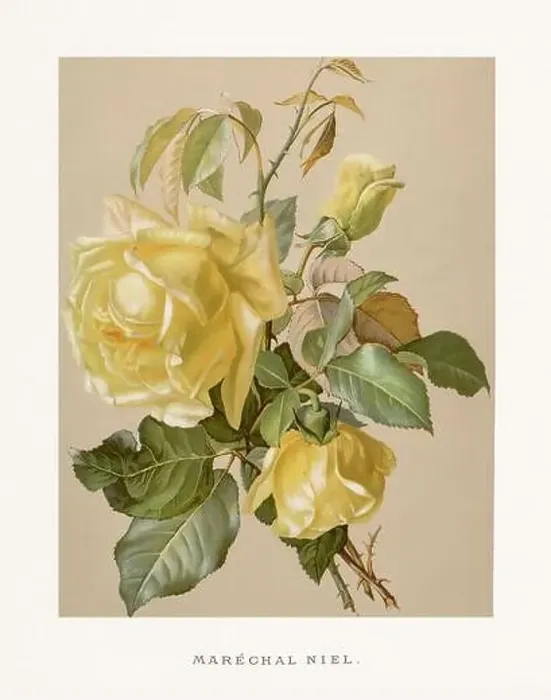 Framed Print : Vintage Rose Illustration. Exquisite 19th-century watercolor illustration of Roses on a soft beige backdrop Framed Print : Vintage Rose Illustration. Exquisite 19th-century watercolor illustration of Roses on a soft beige backdrop