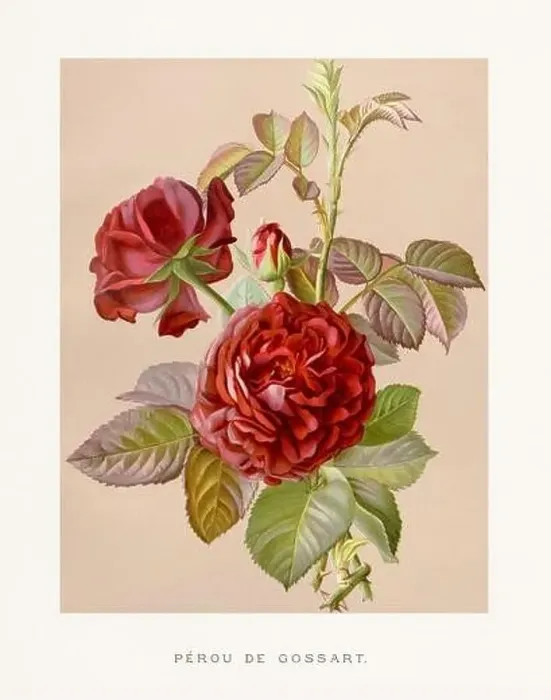 Framed Print : Vintage Rose Illustration. Exquisite 19th-century watercolor illustration of Roses on a soft beige backdrop Framed Print : Vintage Rose Illustration. Exquisite 19th-century watercolor illustration of Roses on a soft beige backdrop