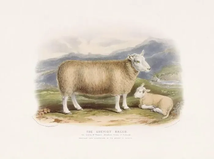 Framed Print : Vintage Sheep illustration from a mid-19th-century book on domestic animal breeds Framed Print : Vintage Sheep illustration from a mid-19th-century book on domestic animal breeds
