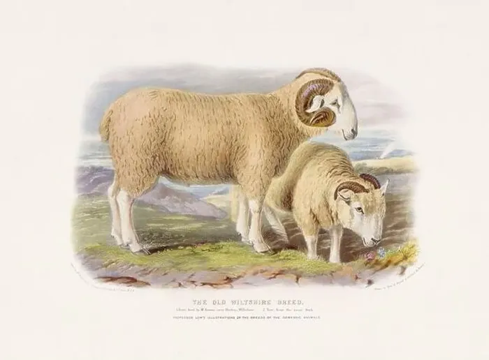 Framed Print : Vintage Sheep illustration from a mid-19th-century book on domestic animal breeds Framed Print : Vintage Sheep illustration from a mid-19th-century book on domestic animal breeds