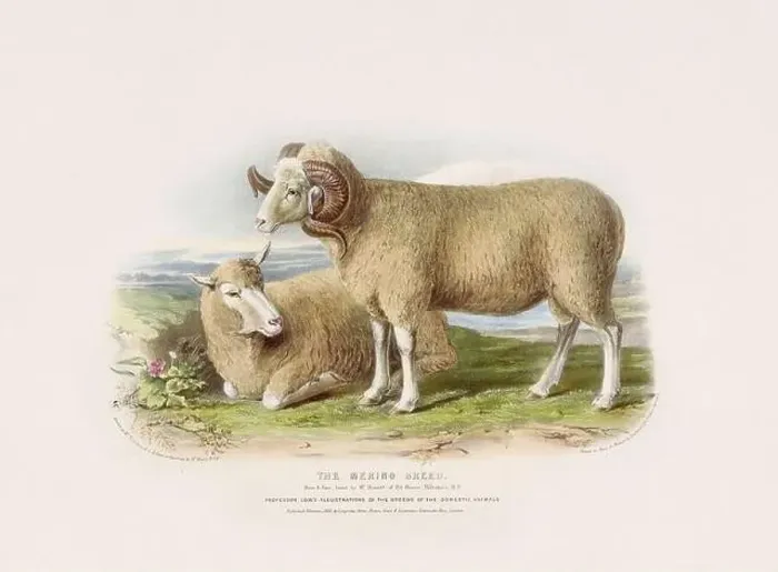 Framed Print : Vintage Sheep illustration from a mid-19th-century book on domestic animal breeds Framed Print : Vintage Sheep illustration from a mid-19th-century book on domestic animal breeds