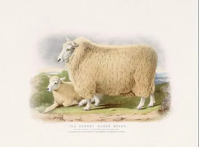 Framed Print : Vintage Sheep illustration from a mid-19th-century book on domestic animal breeds Framed Print : Vintage Sheep illustration from a mid-19th-century book on domestic animal breeds