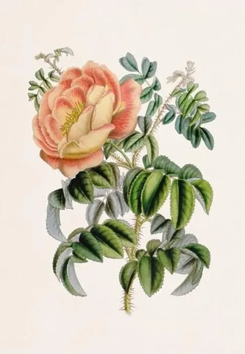 Framed Print : Vintage-style botanical flower artwork in full bloom. Pimprenelle Rose Framed Print : Vintage-style botanical flower artwork in full bloom. Pimprenelle Rose