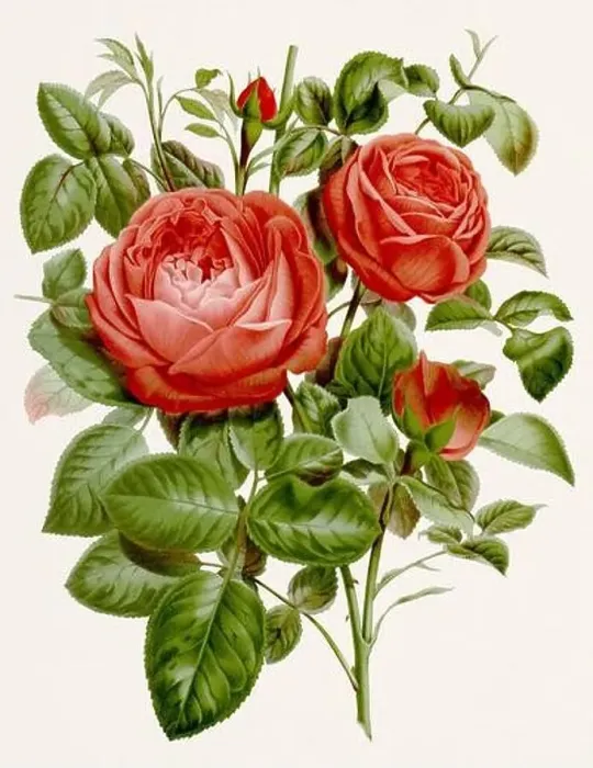 Framed Print : Vintage-style botanical flower artwork in full bloom. Rose Flowers Framed Print : Vintage-style botanical flower artwork in full bloom. Rose Flowers