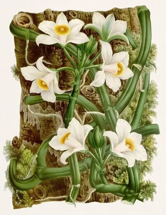 Framed Print : Vintage-style botanical flower artwork in full bloom Framed Print : Vintage-style botanical flower artwork in full bloom