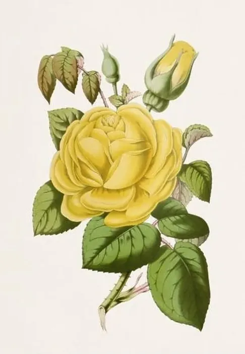 Framed Print : Vintage-style botanical flower artwork in full bloom. Yellow Rose Framed Print : Vintage-style botanical flower artwork in full bloom. Yellow Rose