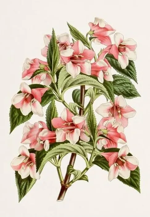 Framed Print : Vintage-style botanical flower artwork in full bloom. Amabilis Weigela Framed Print : Vintage-style botanical flower artwork in full bloom. Amabilis Weigela