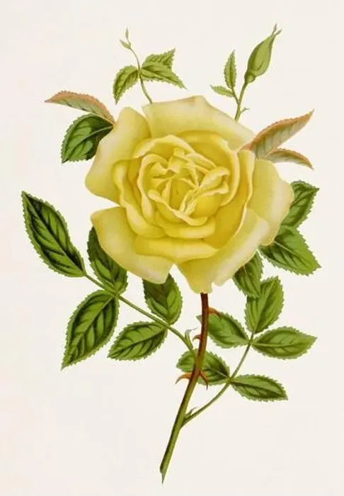 Framed Print : Vintage-style botanical flower artwork in full bloom. Amazon Rose Framed Print : Vintage-style botanical flower artwork in full bloom. Amazon Rose