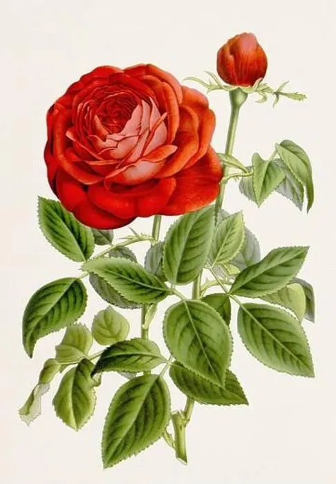 Framed Print : Vintage-style botanical flower artwork in full bloom. Bourbon Rose Framed Print : Vintage-style botanical flower artwork in full bloom. Bourbon Rose
