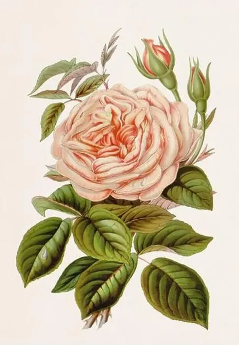 Framed Print : Vintage-style botanical flower artwork in full bloom. Bourbon Rose Framed Print : Vintage-style botanical flower artwork in full bloom. Bourbon Rose