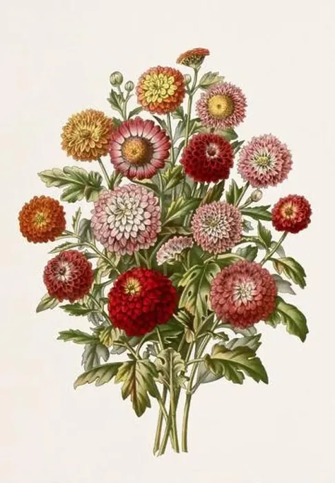 Framed Print : Vintage-style botanical flower artwork in full bloom. Chrysanthemums Framed Print : Vintage-style botanical flower artwork in full bloom. Chrysanthemums