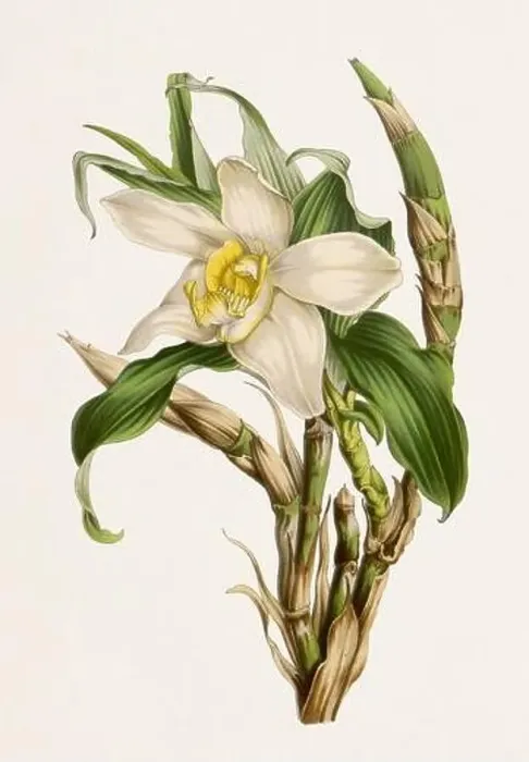 Framed Print : Vintage-style botanical flower artwork in full bloom. Orchid Flower Framed Print : Vintage-style botanical flower artwork in full bloom. Orchid Flower
