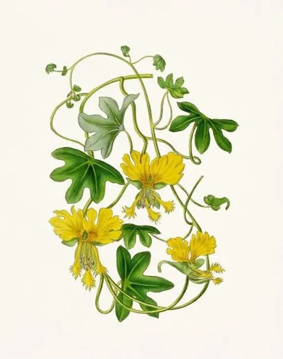 Framed Print : Vintage-style botanical flower artwork in full bloom Framed Print : Vintage-style botanical flower artwork in full bloom
