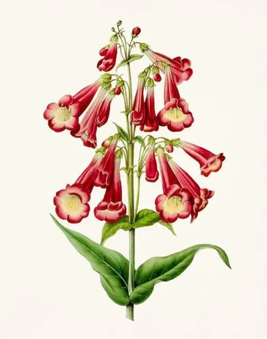 Framed Print : Vintage-style botanical flower artwork in full bloom Framed Print : Vintage-style botanical flower artwork in full bloom