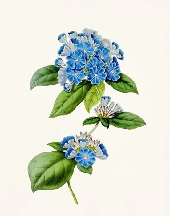 Framed Print : Vintage-style botanical flower artwork in full bloom Framed Print : Vintage-style botanical flower artwork in full bloom