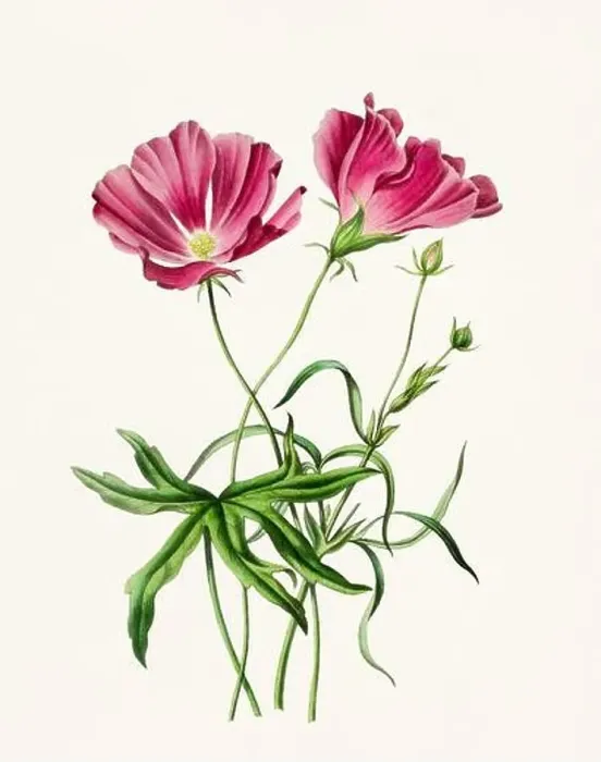 Framed Print : Vintage-style botanical flower artwork in full bloom Framed Print : Vintage-style botanical flower artwork in full bloom