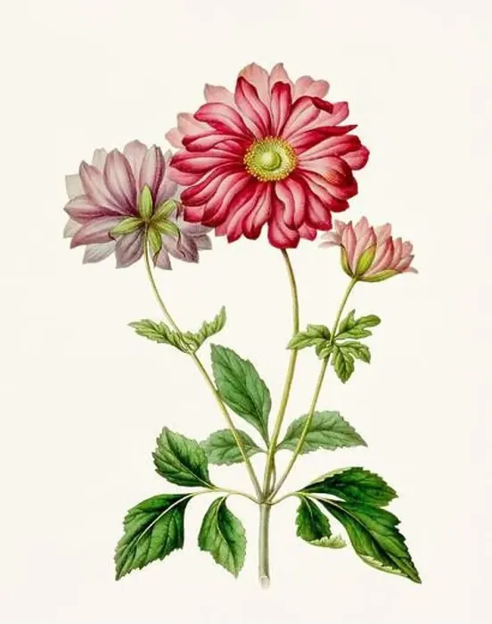 Framed Print : Vintage-style botanical flower artwork in full bloom Framed Print : Vintage-style botanical flower artwork in full bloom