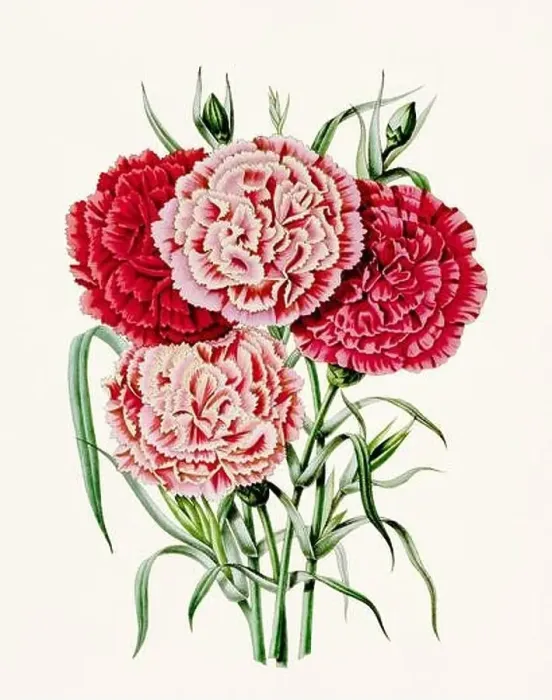 Framed Print : Vintage-style botanical flower artwork in full bloom Framed Print : Vintage-style botanical flower artwork in full bloom