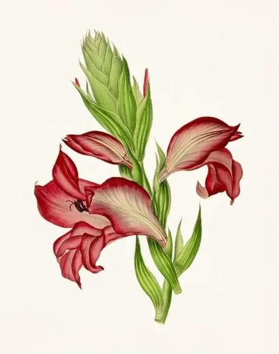 Framed Print : Vintage-style botanical flower artwork in full bloom Framed Print : Vintage-style botanical flower artwork in full bloom