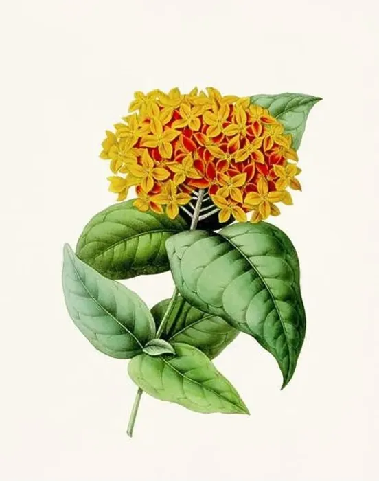 Framed Print : Vintage-style botanical flower artwork in full bloom Framed Print : Vintage-style botanical flower artwork in full bloom