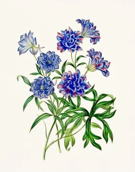 Framed Print : Vintage-style botanical flower artwork in full bloom Framed Print : Vintage-style botanical flower artwork in full bloom