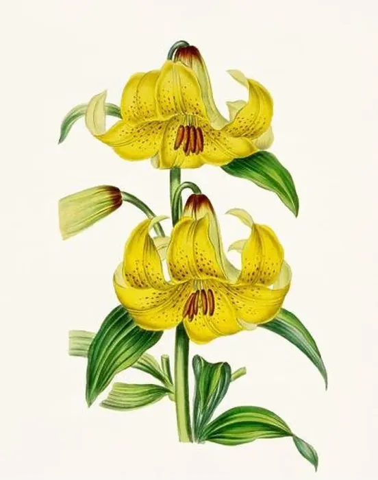 Framed Print : Vintage-style botanical flower artwork in full bloom Framed Print : Vintage-style botanical flower artwork in full bloom